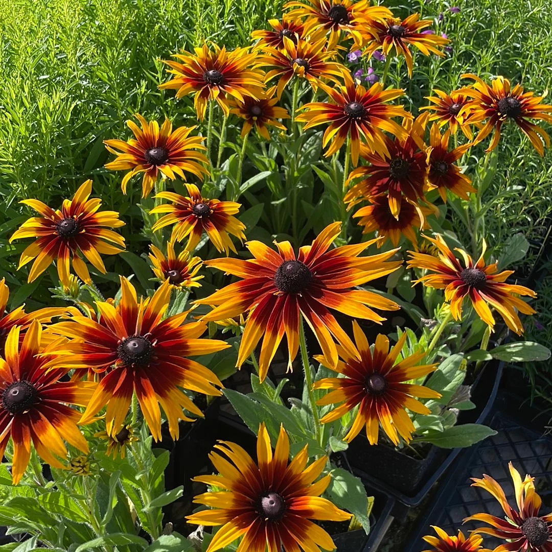 ECHIBECKIA Blazing Fire 2 Gal.